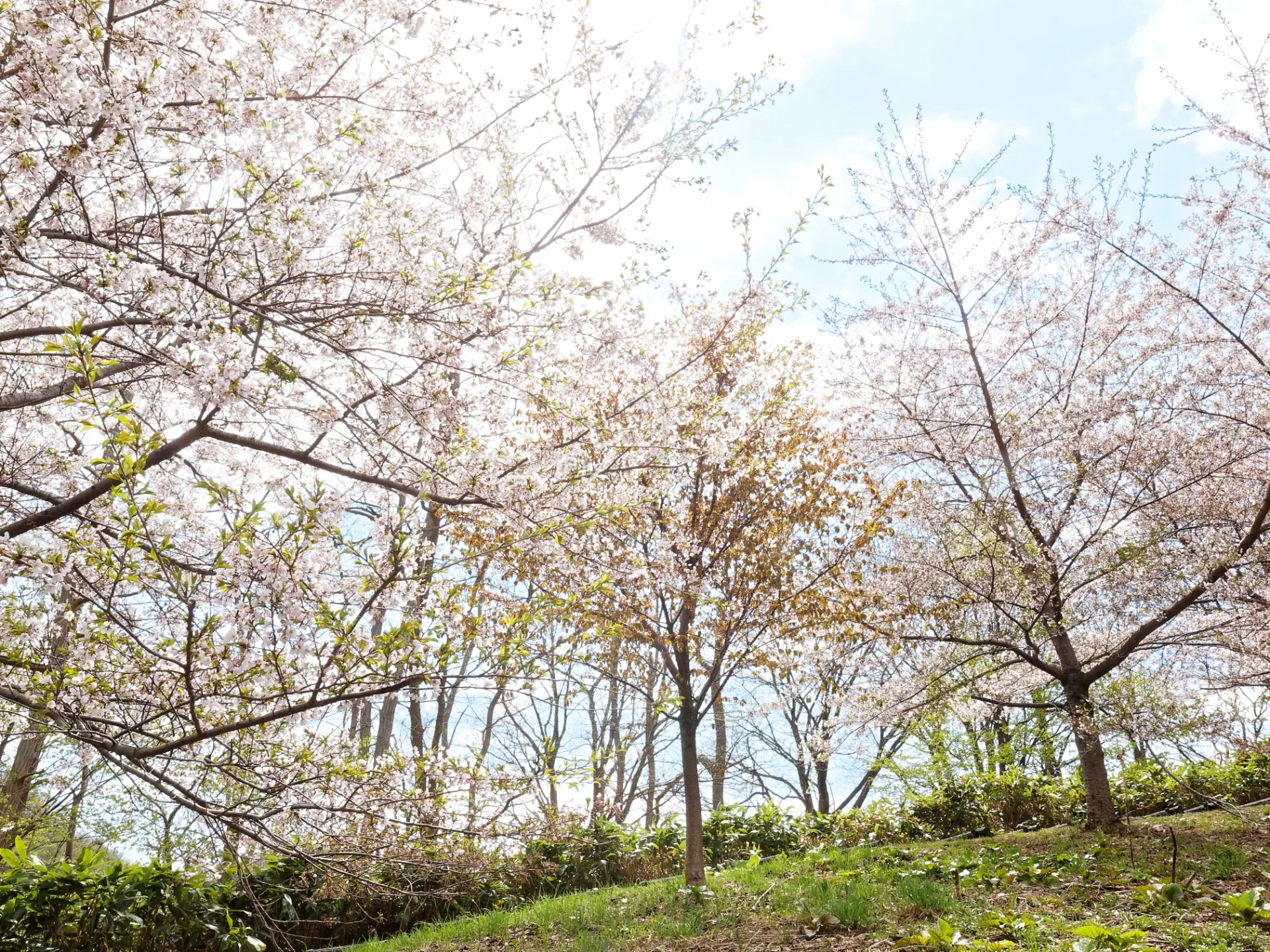 札幌の荒井山緑地のキレイなさくらの写真をスライドショーにしました