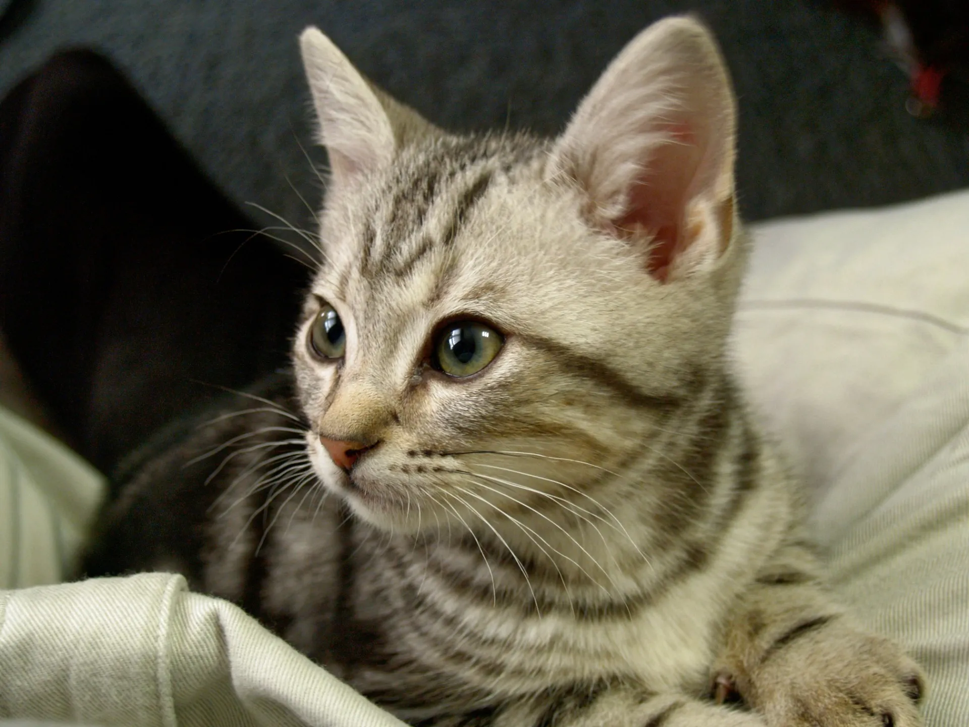 ネコの日から始めたスライドショー制作、以前飼っていたネコの写真を思い出にスライドショーの動画にしました