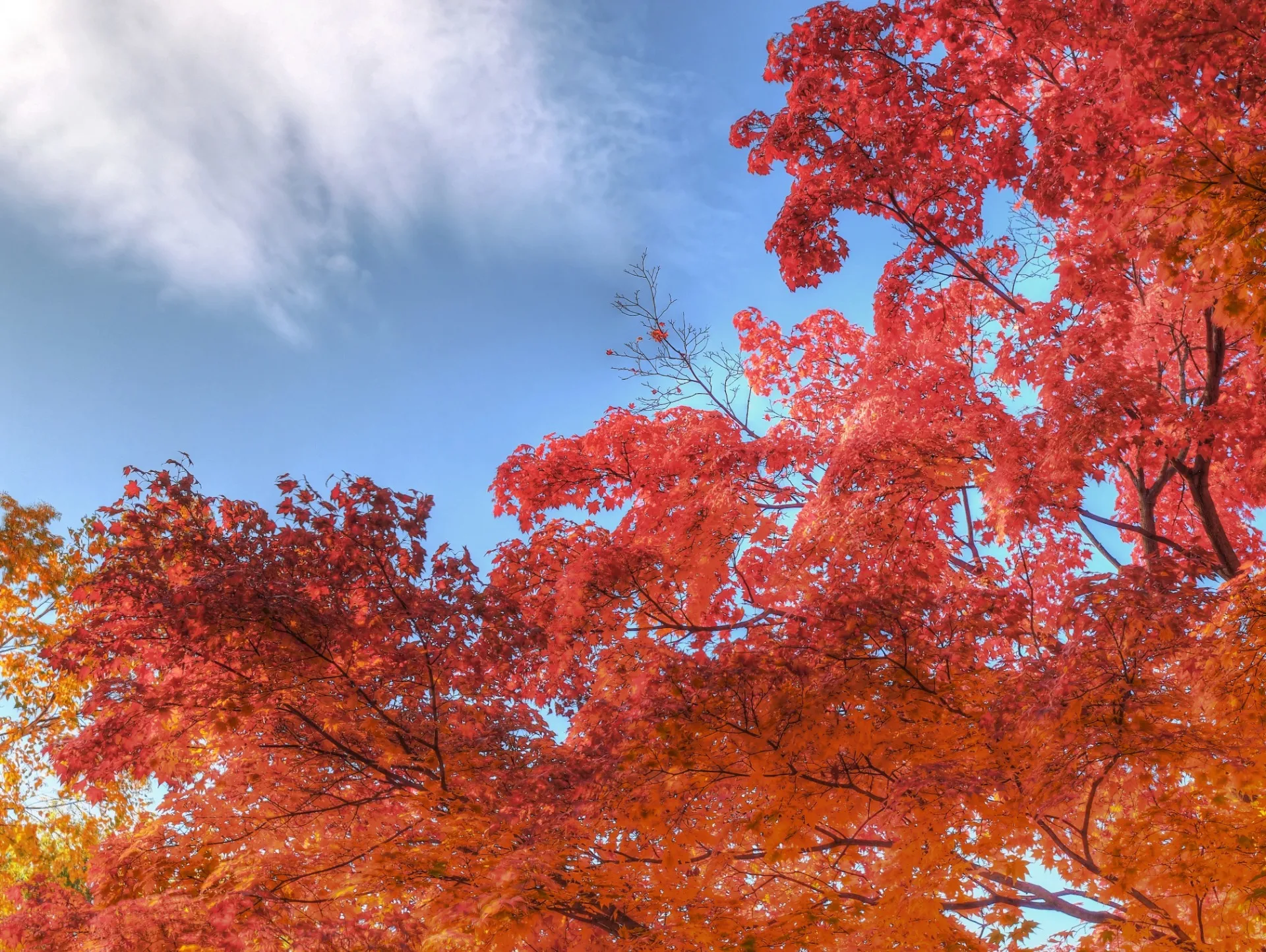 秋の札幌・中島公園の紅葉をスライドショーにしました