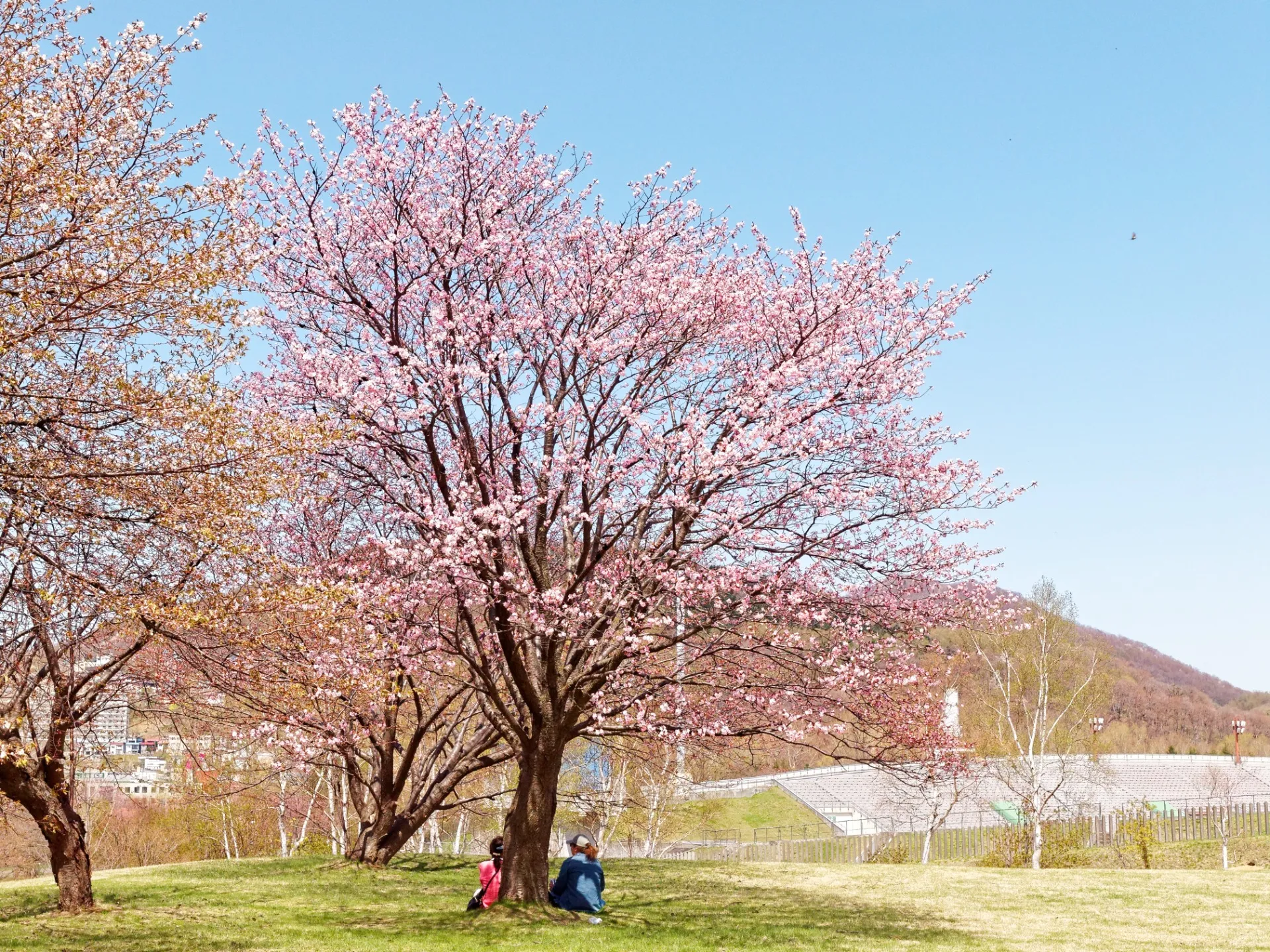５月の札幌・真駒内公園の様子、さくらの写真を中心にしたスライドショー動画を制作しました