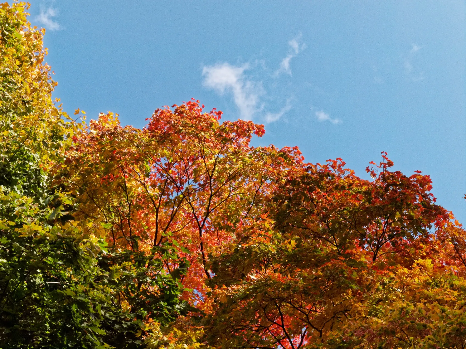 秋の札幌の自然の様子を写真撮影したものをスライドショーの動画にしました