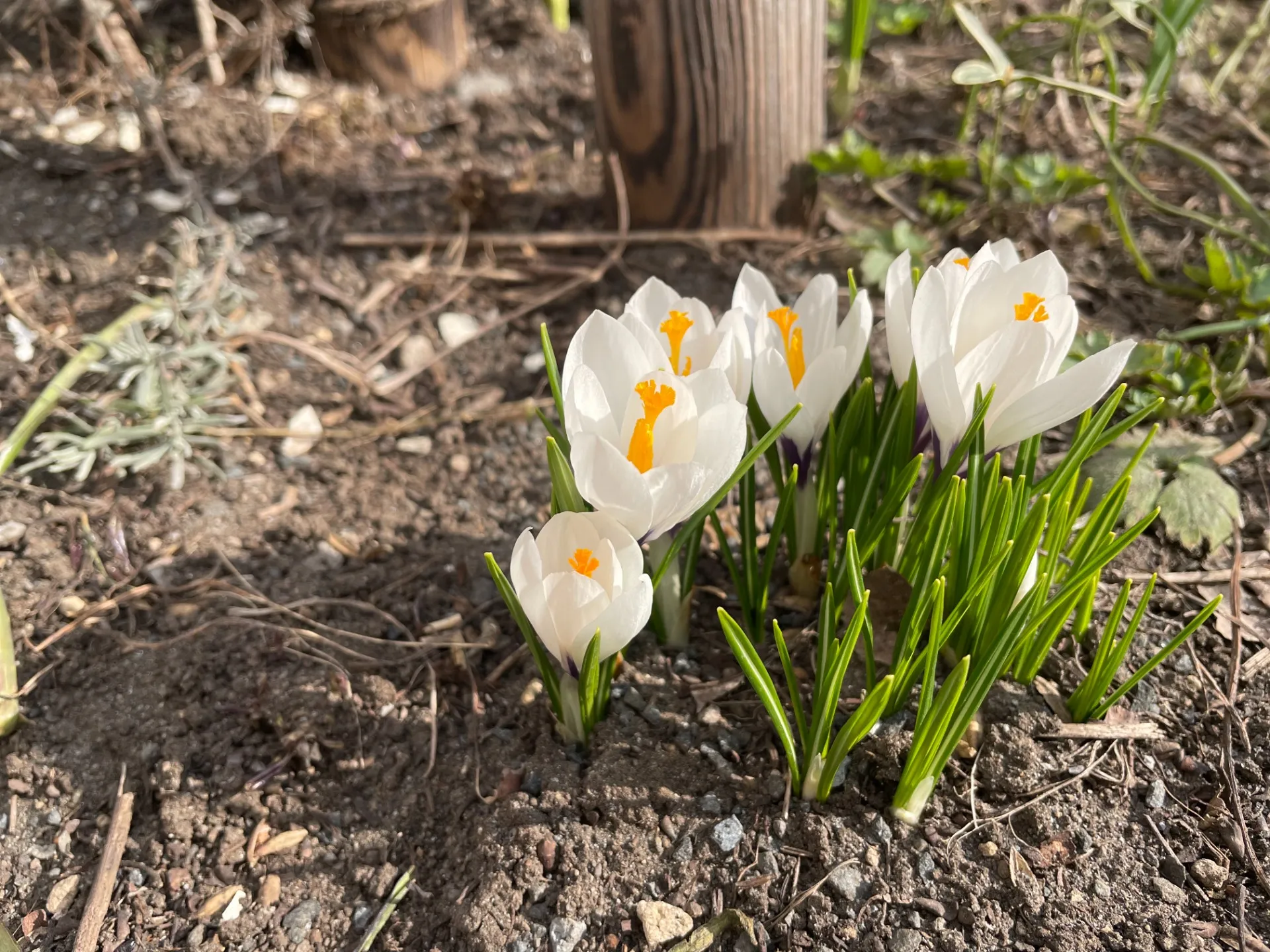 札幌市白石区本郷通にも春の兆しが見られます