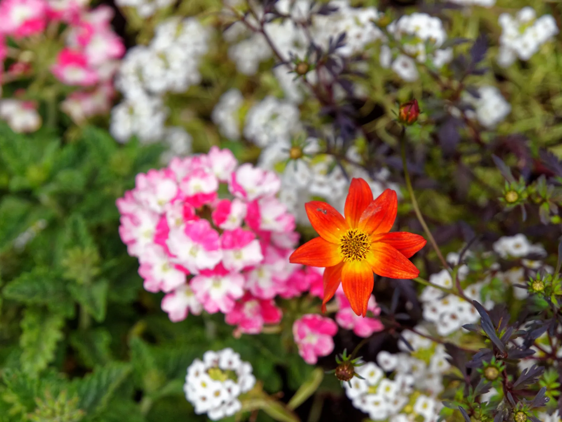 札幌大通公園での過去の「花フェスタ」のきれいな花の写真をスライドショー動画にしました